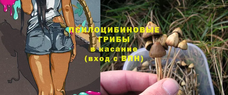 купить  цена  Архангельск  Галлюциногенные грибы Psilocybe 